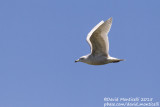 Kumliens Gull (Larus glaucoides kumlieni)(1st winter/2cy)_Aveiro (Portugal)