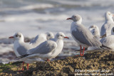 Grey-headed Gull (Chroicocephalus cirrocephalus) with Black-headed Gulls (Ch. ridibundus)_Bisceglie, Puglia (Italy)