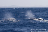 Sperm Whales (Physeter macrocephalus)_off Funchal Harbour (Madeira)