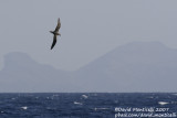 Desertas Petrel (Pterodroma deserta)_off Deserta Grande (Desertas Is.)