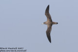 Cory's Shearwater (Calonectris diomedea)(ssp. borealis)_off Funchal Harbour (Madeira)