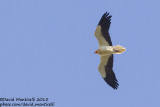Egyptian Vulture (Neophron percnopterus)_Villaseca (Spain)