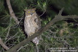 Western Brown Fish Owl (Ketupa zeylonensis)(ssp. semenowi)_Taurus Mountains, Antalya (Turkey)