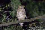 Western Brown Fish Owl (Ketupa zeylonensis)(ssp. semenowi)_Taurus Mountains, Antalya (Turkey)
