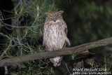 Western Brown Fish Owl (Ketupa zeylonensis)(ssp. semenowi)_Taurus Mountains, Antalya (Turkey)