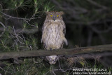 Western Brown Fish Owl (Ketupa zeylonensis)(ssp. semenowi)_Taurus Mountains, Antalya (Turkey)