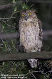 Western Brown Fish Owl (Ketupa zeylonensis)(ssp. semenowi)_Taurus Mountains, Antalya (Turkey)