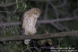 Western Brown Fish Owl (Ketupa zeylonensis)(ssp. semenowi)_Taurus Mountains, Antalya (Turkey)