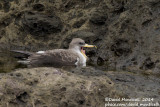 Corys Shearwater (Calonectris diomedea)(ssp. borealis)_Santa Cruz (Flores)