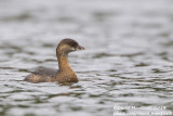 Pied-billed Grebe (Podilymbus podiceps)(1st-winter)_Lagoa Azul (São Miguel)