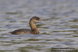 Pied-billed Grebe (Podilymbus podiceps)(1st-winter)_Lagoa Azul (São Miguel)