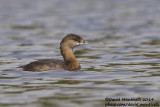 Pied-billed Grebe (Podilymbus podiceps)(1st-winter)_Lagoa Azul (So Miguel)