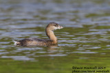 Pied-billed Grebe (Podilymbus podiceps)(1st-winter)_Lagoa Azul (São Miguel)