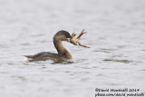 Pied-billed Grebe (Podilymbus podiceps)(1st-winter) with Red Swamp Crayfish (Procambarus clarkii)_Lagoa Azul (So Miguel)