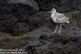 Western Willet (Tringa semipalmatus)(ssp. inornatus)_ETAR (So Miguel)