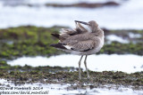 Western Willet (Tringa semipalmatus)(ssp. inornatus)_ETAR (São Miguel)