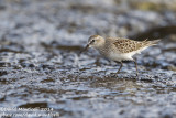 White-rumped Sandpiper (Calidris fuscicollis)(juv./1st-winter)_Old harbour (Corvo)