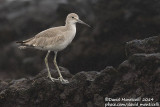 Western Willet (Tringa semipalmatus)(ssp. inornatus)_ETAR (São Miguel)