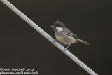 Coal Tit (Periparus ater)(ssp. cypriotes)_Trodos (Cyprus)