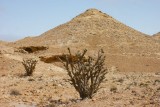 Frankincense high on the jebel