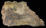 23 cm section of the wood (Callixylon whiteanum) of Archaeopteris, one of the earliest trees. Woodford Shale, Oklahoma, USA.