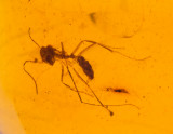 Ant in Cretaceous amber, 8 mm, Myanmar.