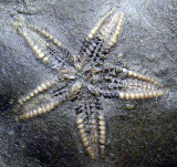 Canada Stenaster 3 cm