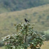 Horton Plateau bird on a bush