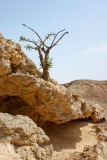 Salalah frankincence 3.jpg