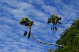 Trini palms