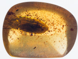 9 mm beetle.