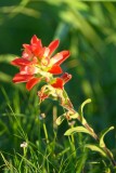 Bayou paintbrush