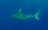 Galapagos shark, off North Shore