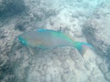 Parrotfish, Hanauma Bay