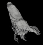 Coleoid Cephalopods