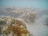Stromatolites Stocking Island, underwater view showing suspended carbonate sand.