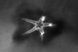 Baliactis sp., 55 mm, X-radiograph