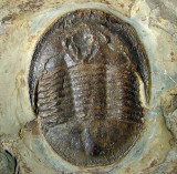 Asaphellus homfrayi, Tremadocian, Lower Ordovician, Sheinton Shropshire