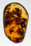 Burmese amber containing leaves and six flowers showing excellent details of sepals, pistil, stamens and petals. Hukawng Valley.