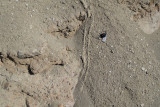 mudflow with levees, Lyceum Canyon