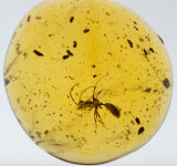 Ant in Cretaceous amber, 8 mm, Myanmar.