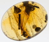 Exquisitely preserved 10 mm feather with preserved terminations in 15 mm amber specimen.