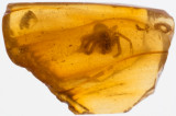 New Jersey Cretaceous Amber