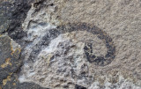Worm-like animal, 3 cm across curve, Scotch Grove Formation, Wenlock, Silurian, Shaffton Quarry near Camanche, Cli