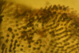 A detail of multicarinate scales on dorsal surface of the head.