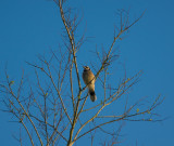 Blue jay