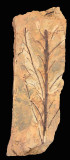 Psilophyton princeps, 21 cm, Emsian, Lower Devonian, Eastern Siberia.