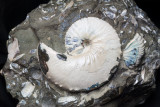 Hoploscaphites nicoletti, 65 mm with preserved shell. Fox Hills Formation, Maastrichtian, South Dakota, USA.