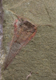 Fezouata hyolith with helens, 17 mm. See Moysiukbet al. (2017), Nature.