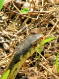 Eastern Ribbon Snake